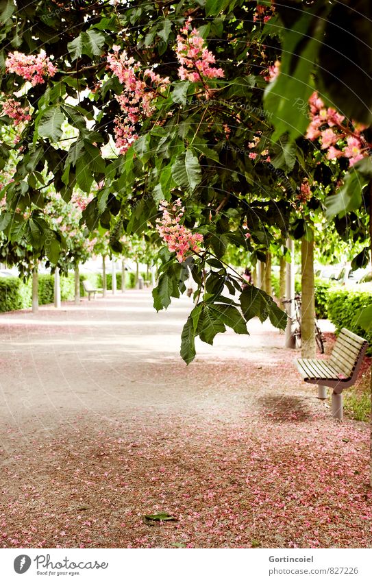 flex Spring Beautiful weather Tree Blossom Park Green Pink Blossoming Park bench book cover Think Colour photo Exterior shot Copy Space bottom Day Sunlight