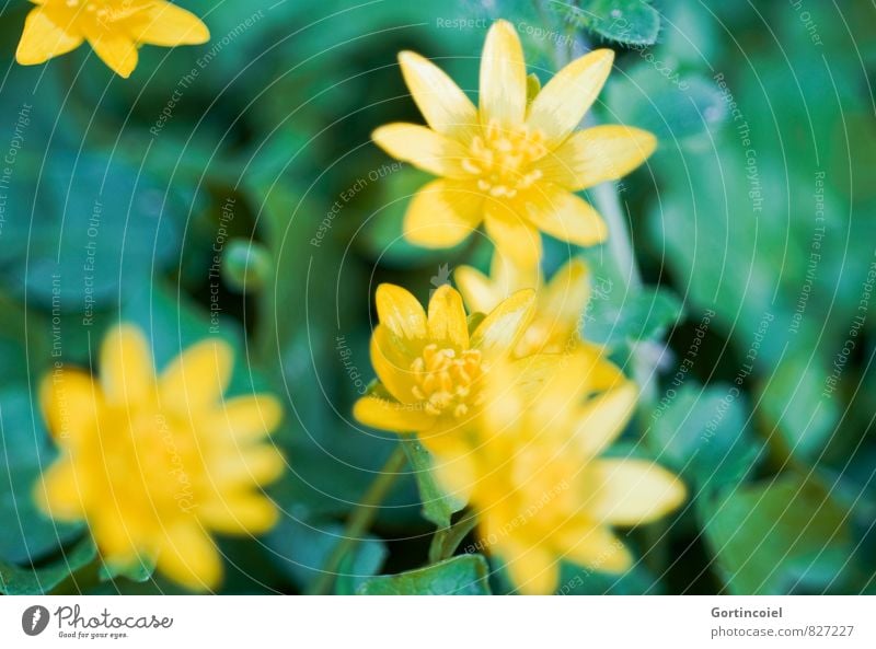 lesser celandine Plant Flower Blossom Beautiful Yellow Green Ficaria verna Celandine cowardroot Forest flower Summer Colour photo Multicoloured Exterior shot