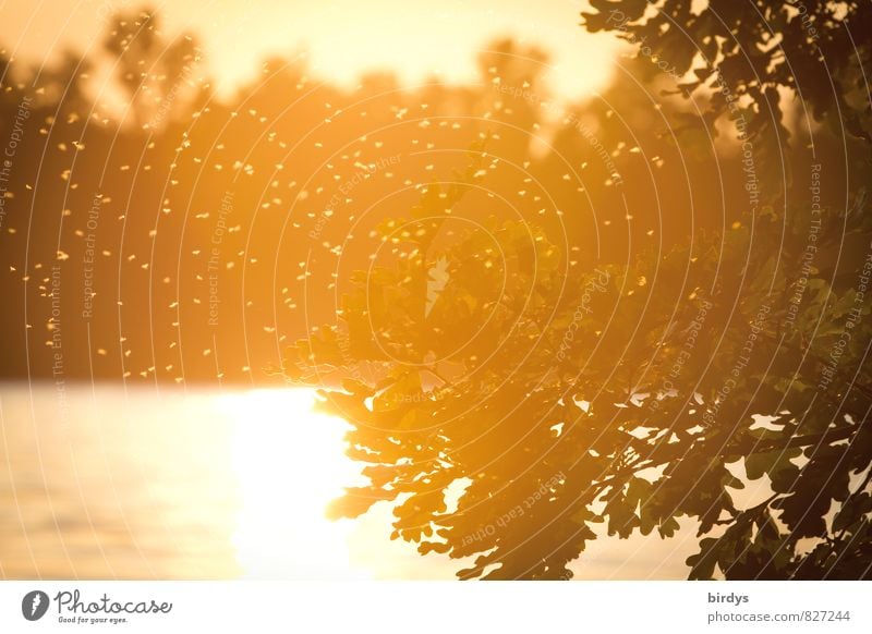 mosquito idyll Water Sunrise Sunset Sunlight Summer Beautiful weather Tree Lakeside Mosquitos Flock Flying Illuminate Threat Natural Warmth Yellow Orange