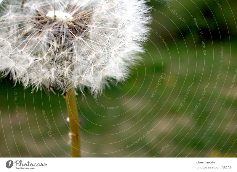 dandelion Dandelion Green Meadow wise Seed