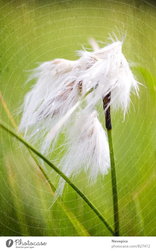 common cottongrass Decoration Nature Landscape Plant Grass Green White Still Life Cotton grass eriophorum sour grasses Stalk Portrait format Botany cyperaceae