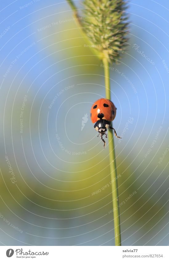 Everything under control Nature Plant Animal Summer Grass Meadow Wild animal Beetle 1 Running To fall Hang Crawl Tall Small Athletic Happy Spring fever Power