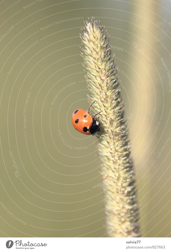 happy hour Calm Summer Sun Environment Nature Plant Animal Spring Grass Foliage plant Meadow Wild animal Beetle 1 Blossoming To hold on Free Cute Positive