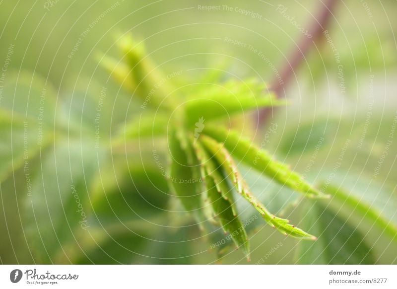 green NATURE Green Leaf Nature Branch