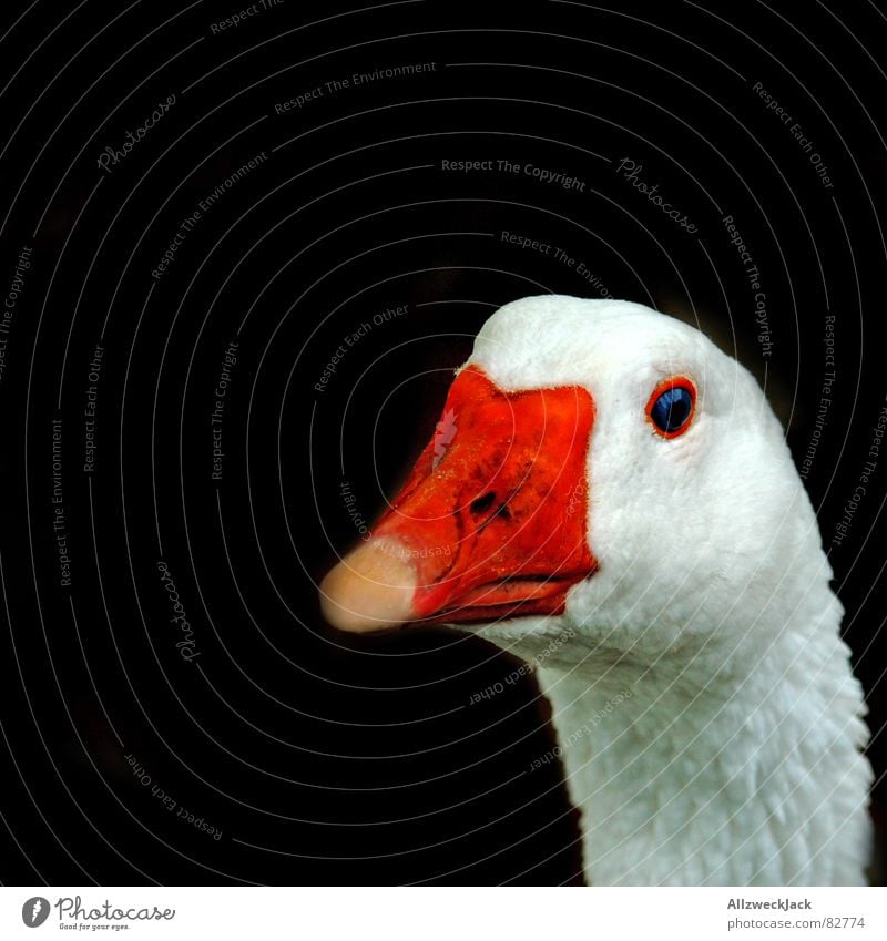 Whole goose Goose Dark background Beak Livestock Poultry Farm animal Daisy Cattle breeding Bird 'flu Trust Orange Black & white photo White-cheeked Goose