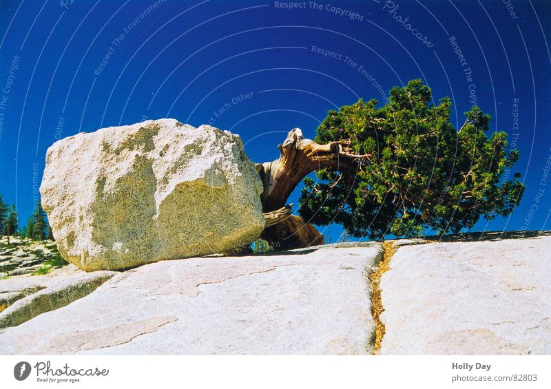 will to live Yosemite National Park Tree Strange California 2006 Exceptional Whimsical USA Summer strange attitude Rock Stone Blue sky