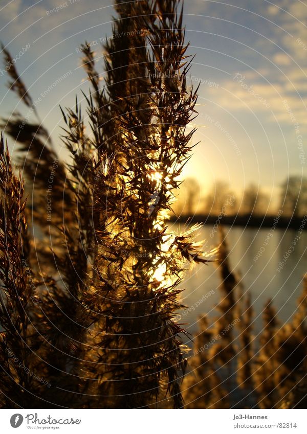 In the light Lighting Juncus Common Yarrow Lake Grass Wheat Sunbeam Back-light Sunset Sunrise Blade of grass Branchage Pond Harmonious Calm Longing Yellow