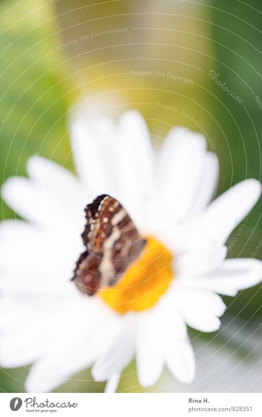 unintended blurring Summer Flower Blossom Garden 1 Animal Blossoming Sit Joie de vivre (Vitality) Nature Summery Butterfly Insect Marguerite Colour photo