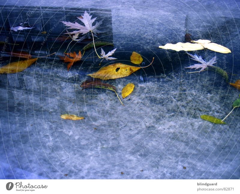 global warming Reflection Puddle Leaf Autumn House (Residential Structure) Window Covers (Construction) Roof Multicoloured Transience Wall (barrier)