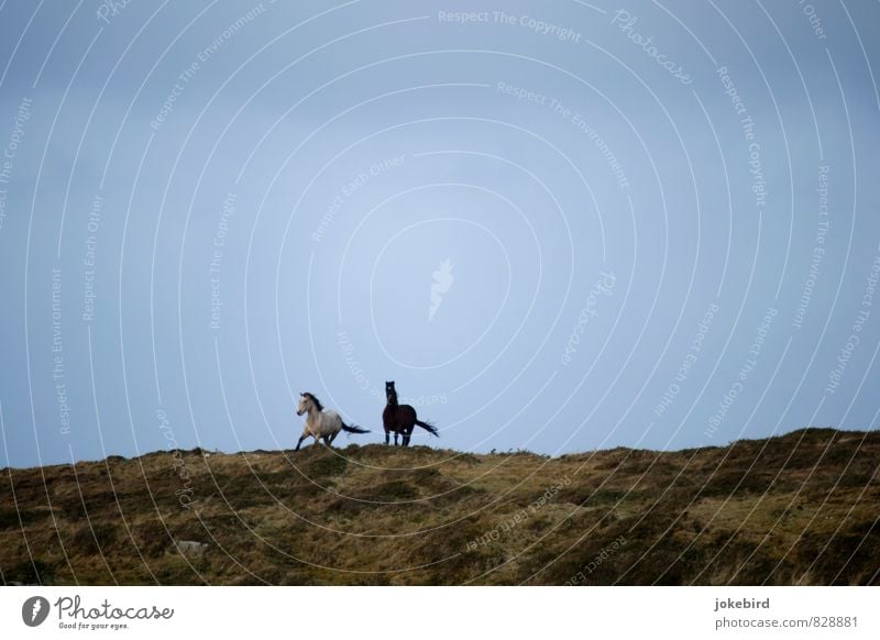 Wild in the wind Sky Pasture Horse Gray (horse) Pair of animals Running Freedom Ride Horse's gait Excitement Colour photo Exterior shot Deserted Copy Space top