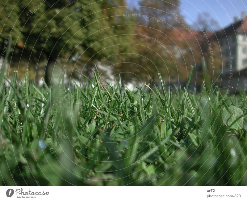 macro.grass green Grass Floor covering Rope Drops of water Macro (Extreme close-up)