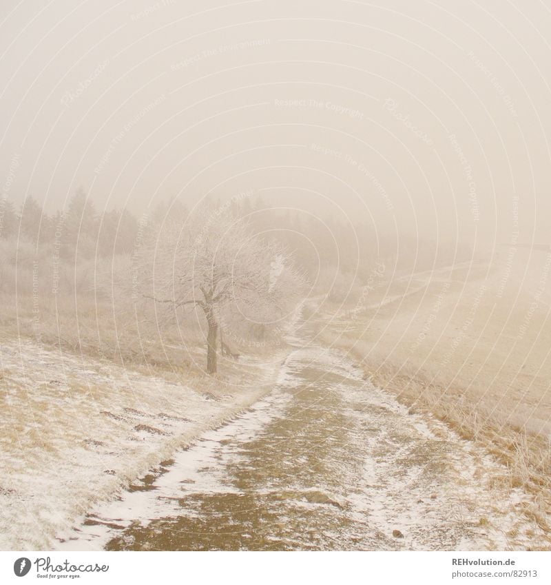 A way into the unknown Fog Tree Wasserkuppe Meadow Ambiguous Cold Ice Forest Clouds Far-off places Wall of fog To go for a walk Environment Field Going Vail