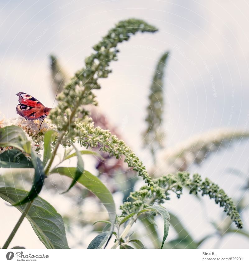 Butterfly on summer lilac Sky Summer Plant Bushes 1 Animal Ease Curved Buddleja Delicate Colour photo Exterior shot Deserted Copy Space right