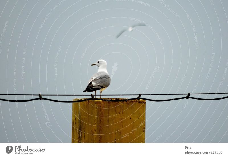 wesermöwe Wild animal Bird 1 Animal Emotions Romance Wanderlust Infinity Colour photo Subdued colour Exterior shot Deserted Neutral Background Day