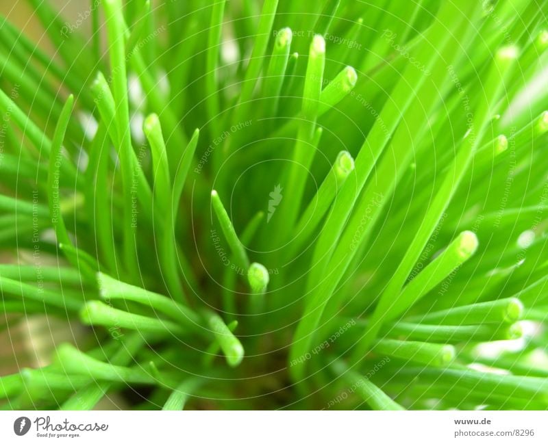 chives Chives Plant Green Macro (Extreme close-up)