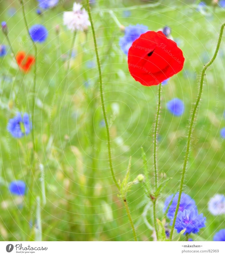 poppy - poppy seed Green Summer Meadow Gaudy Poppy Plant Stalk Flower Multicoloured Red Grass Blade of grass Flowerbed Splendid whit Blue warm season