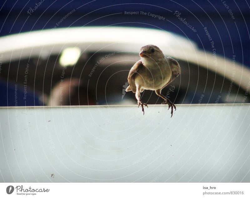 sparrow Animal Bird Sparrow 1 Blue Brown Colour photo Exterior shot Day Forward