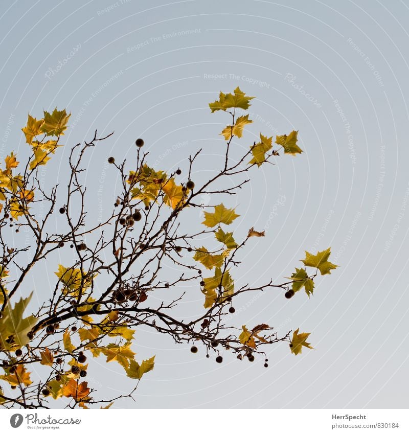 autumn Environment Nature Autumn Plant Tree Leaf Brown Yellow Autumn leaves Autumnal Autumnal colours Colour photo Subdued colour Exterior shot Copy Space right