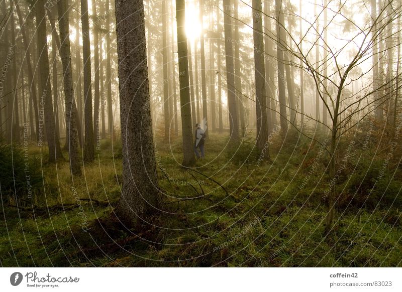 A little man stands in the forest Forest Dark Hunter Facial hair Moody Clearing Tree Fog Autumn Tree trunk Leaf Exterior shot Morning Sunset Early fall Calm