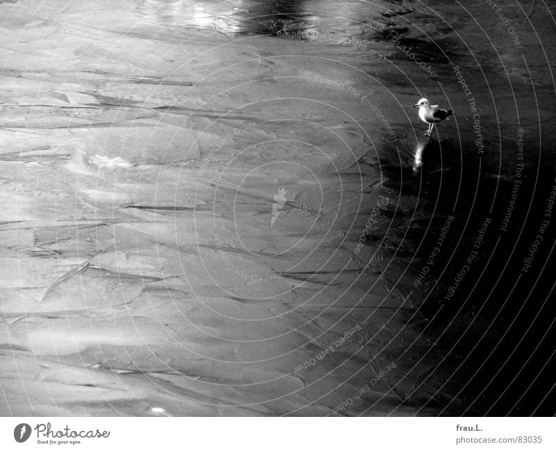 little seagull Lake Nature Frozen surface Channel Seagull Bird Ice Cold Water Reflection Small Diminutive River Pond Structures and shapes Winter