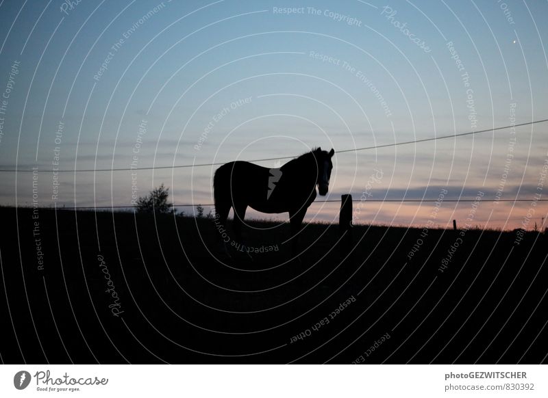 horse Landscape Sky Summer Beautiful weather Field Animal Pet Farm animal Horse 1 Line Blue Orange Black Esthetic Nature Pride sol soaps Dusk Back-light