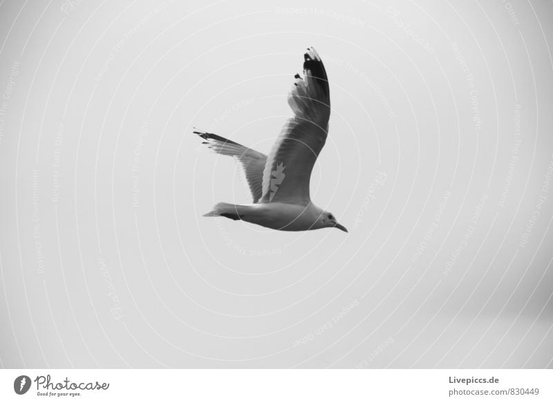 bird Environment Sky Clouds Animal Wild animal Bird Seagull 1 Flying Gray Black White Freedom Equal Black & white photo Exterior shot Day