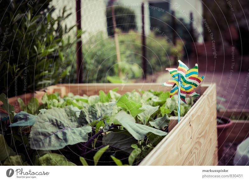 raised bed urban gardening Food Vegetable Lettuce Salad Fruit Herbs and spices Nutrition Eating Organic produce Vegetarian diet Diet Slow food Finger food