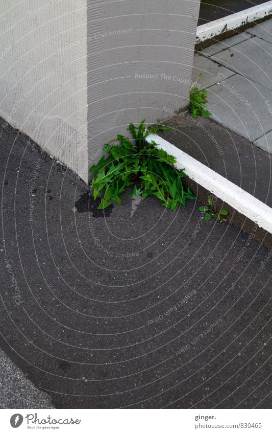 Köln-Mülheim | Dandelion with corners and edges Town House (Residential Structure) Stairs Gray White Stripe Corner Line demarcated Arrange Asphalt Concrete