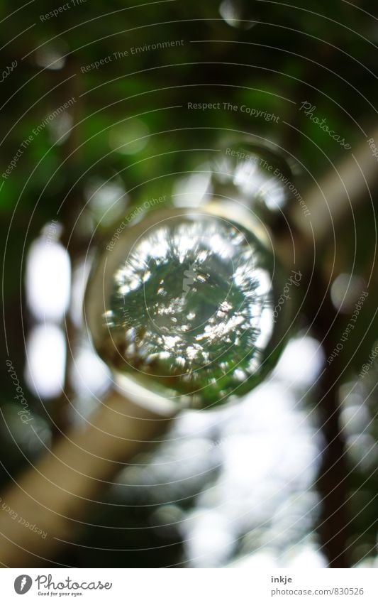 magic potion Nature Plant Tree Glass Glass ball Sphere Circular Hang Exceptional Dark Fluid Above Round Green Curiosity Interest Bizarre Mysterious Puzzle