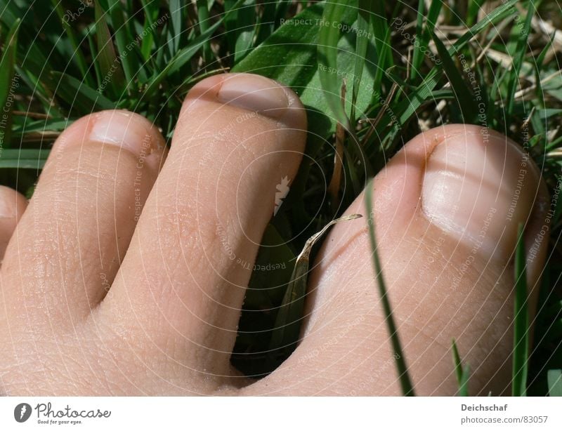 summer feeling Toes Grass Summer Joie de vivre (Vitality) Going Green Woman Joy Human being Detail Feet Skin Lawn Floor covering bare skin To enjoy warm season