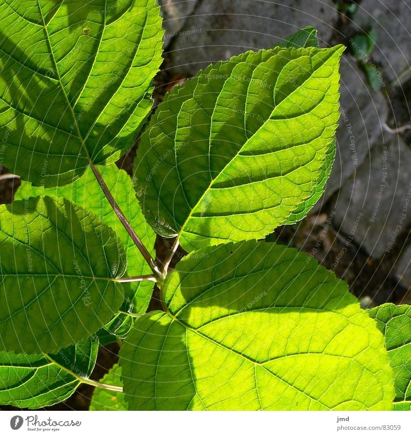 blade moulds Leaf Green Story Light Plant Visual spectacle Shadow play Vessel Reticular Growth Roof Flower Pattern Verdant Blossoming Garden Park