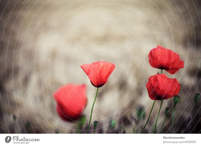 four- Nature Plant Summer Flower Blossom Wild plant Field Blossoming Illuminate Kitsch Natural Brown Red Poppy Poppy blossom Shallow depth of field 4 Corn poppy