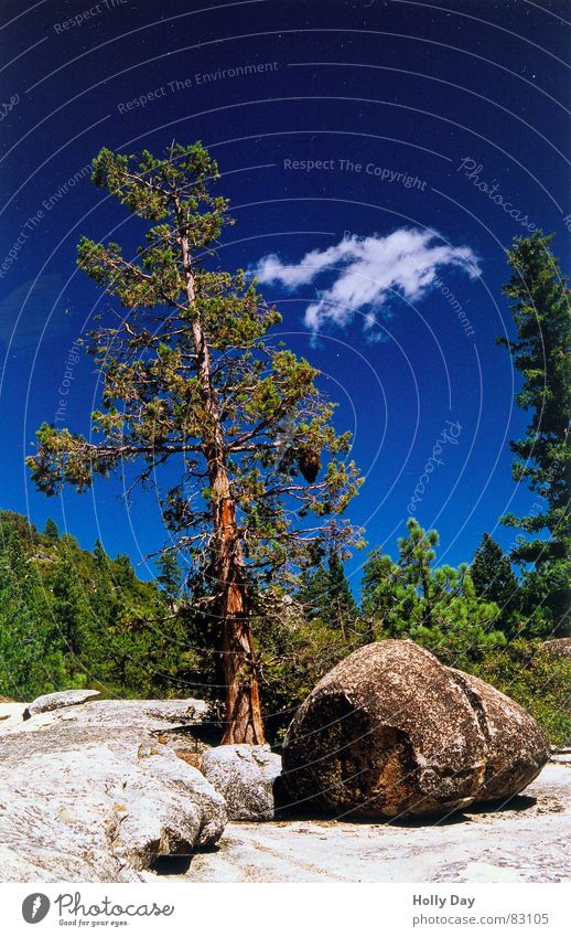 tree, stone, cloud Tree Clouds Absorbent cotton Green Blue Forest Tree trunk Break Yosemite National Park California Relaxation USA Summer Rock Fragment Stone