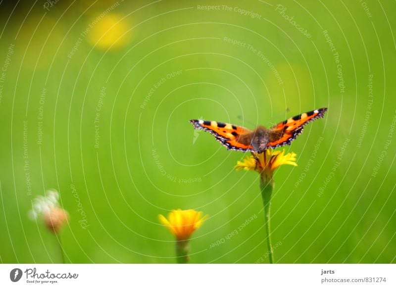 summer dress Nature Plant Animal Summer Beautiful weather Flower Grass Meadow Wild animal Butterfly 1 Flying Wait Natural Serene Patient Calm Colour