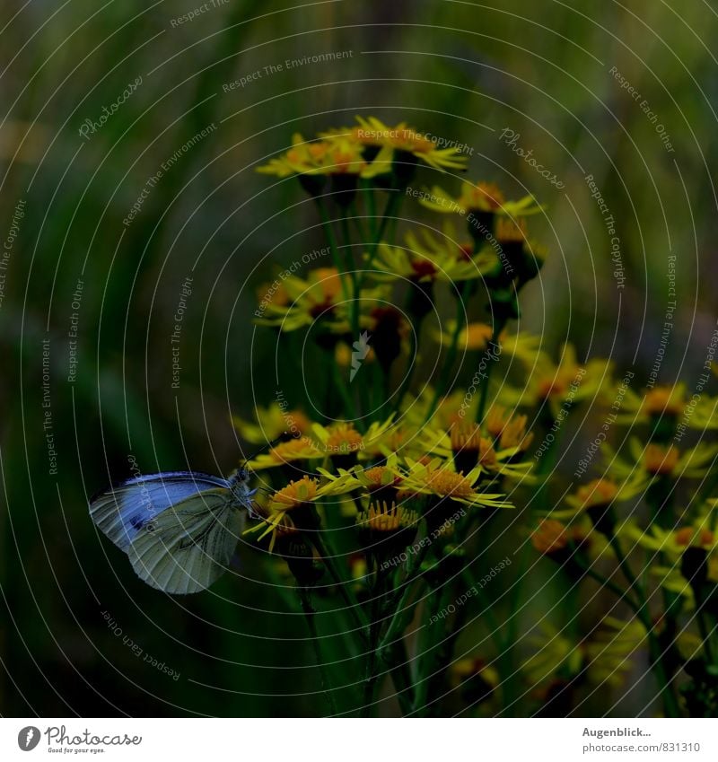 petite beauty... Animal Butterfly 1 Elegant Free Infinity Beautiful Uniqueness Maritime Original Blue Brown Yellow Green Peaceful Caution Modest Calm