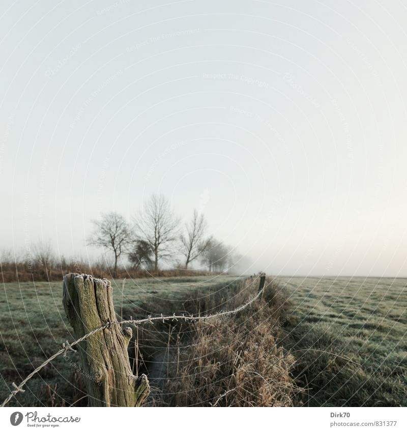 Willow, winter morning Agriculture Forestry Nature Landscape Cloudless sky Sunlight Winter Beautiful weather Tree Grass Lawn Meadow Field Brook Water ditch