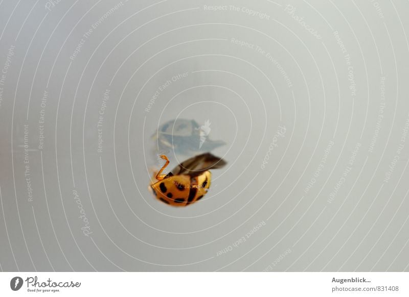 like, like, like, like... Animal Beetle Ladybird 1 Glass Wait Natural Curiosity Gray Peaceful Serene Patient Calm Inspiration Mirror image Subdued colour