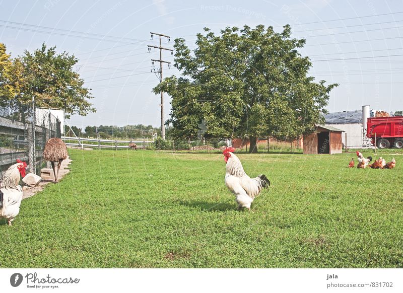 country life Nature Landscape Sky Summer Plant Tree Grass Meadow Animal Farm animal Rooster Gamefowl Ostrich Group of animals Esthetic Large Natural