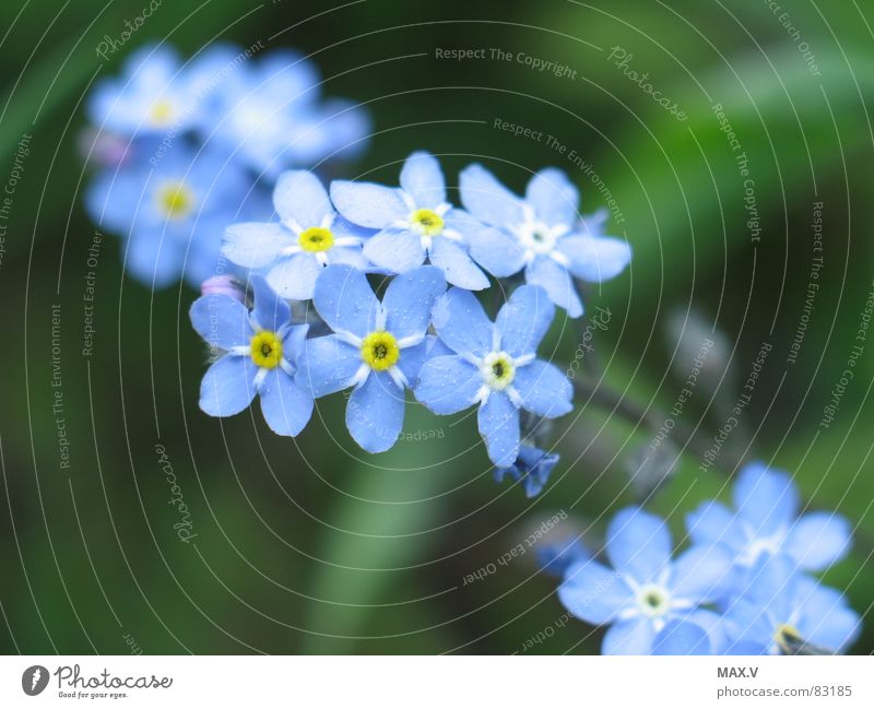 proximity Forget-me-not Boraginaceae Flowering plant Blossom Green Plant Memory Macro (Extreme close-up) Blue Nature