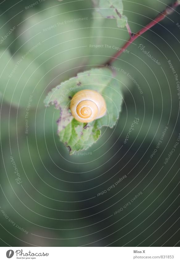 snail Nature Animal Leaf Snail 1 Moody Patient Calm Snail shell Colour photo Multicoloured Exterior shot Close-up Deserted Copy Space bottom