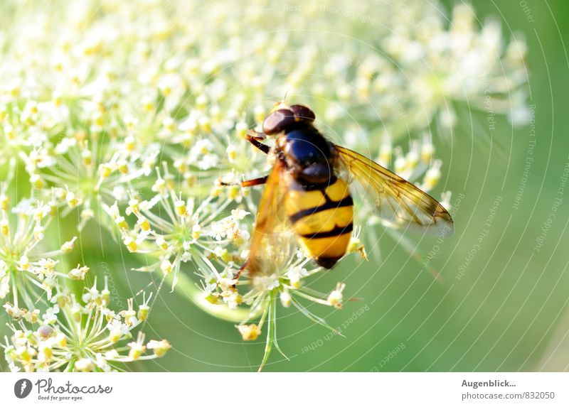 sumsisum Bee 1 Animal Observe To enjoy Hang Illuminate Carrying Fragrance Yellow Green Black White Patient Calm Contentment Colour photo Close-up Detail Morning