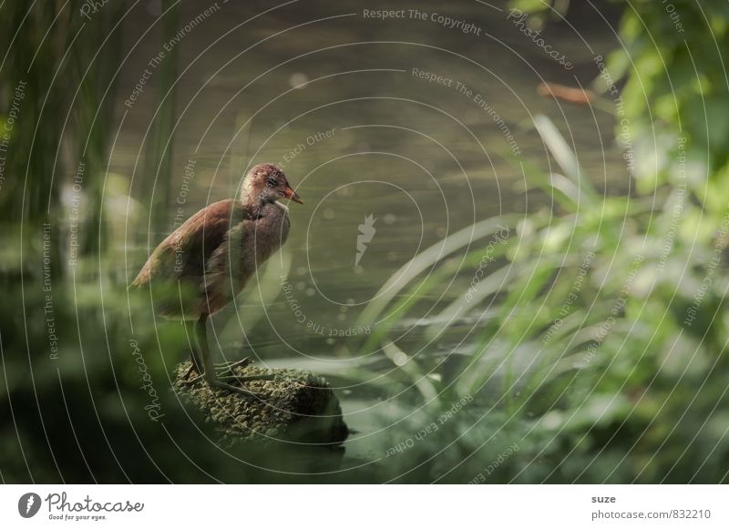 Giant chicks Nature Animal Water Pond Lake Wild animal Bird 1 Baby animal Authentic Dark Small Natural Cute Green Emotions Loneliness Moorhen Gamefowl