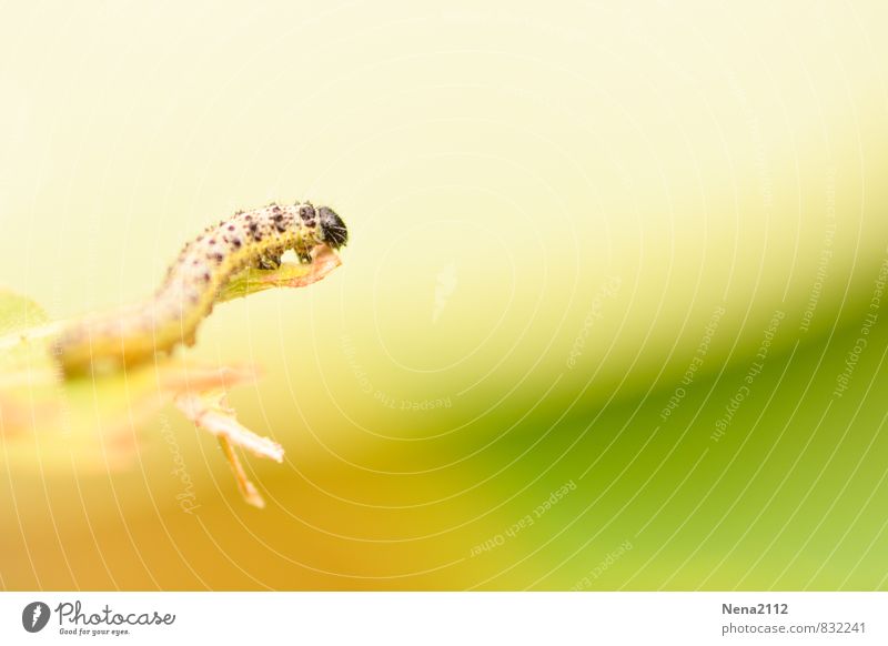 finding Environment Nature Animal Summer Plant Garden Park Meadow Forest Thin Small Long Thorny Yellow Caterpillar Insect Butterfly Foraging Colour photo