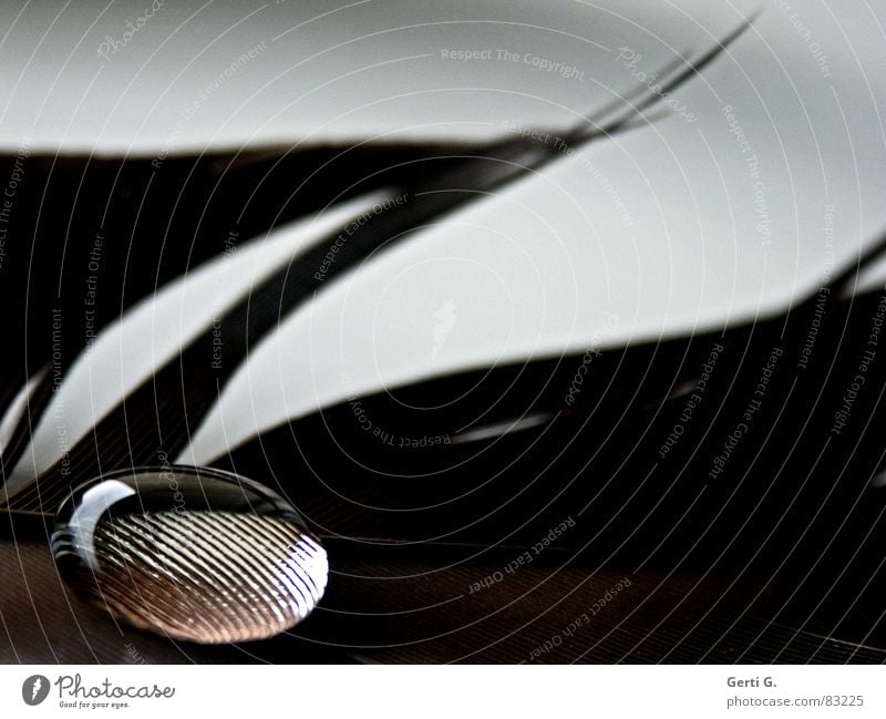 Love pearl, fat Magnifying effect Drops of water Stick Surface tension Delicate Brown Transparent Hydrophobic Round Feather Macro (Extreme close-up) Marble