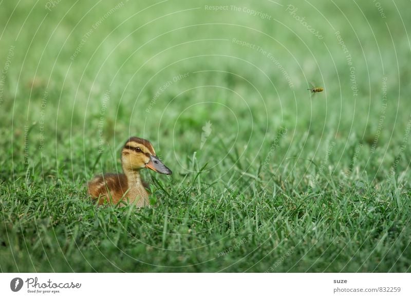 She saw it coming ... Summer Environment Nature Animal Spring Weather Grass Meadow Wild animal Bird 1 Baby animal Lie Authentic Small Natural Cute Green