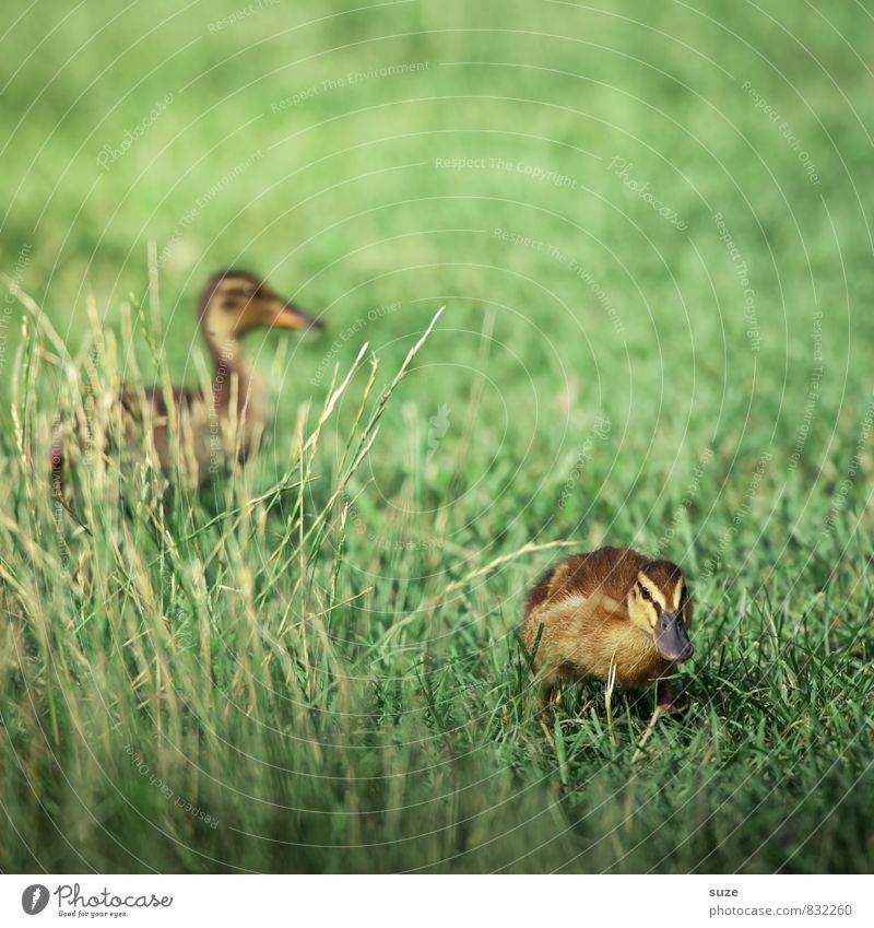 When the yellow of the egg makes blue ... Joy Happy Summer Nature Animal Spring Grass Meadow Wild animal 2 Baby animal Cuddly Small Curiosity Cute Yellow Green