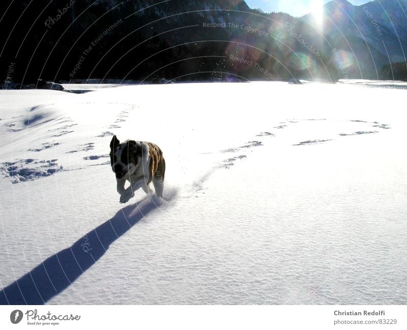 snow Intuition Dog Snowscape Weather Hundred-metre sprint Winter Powder snow Edge of the forest Cold Ice Joy Animal snowclad landscape bernhardiner hairpin bend