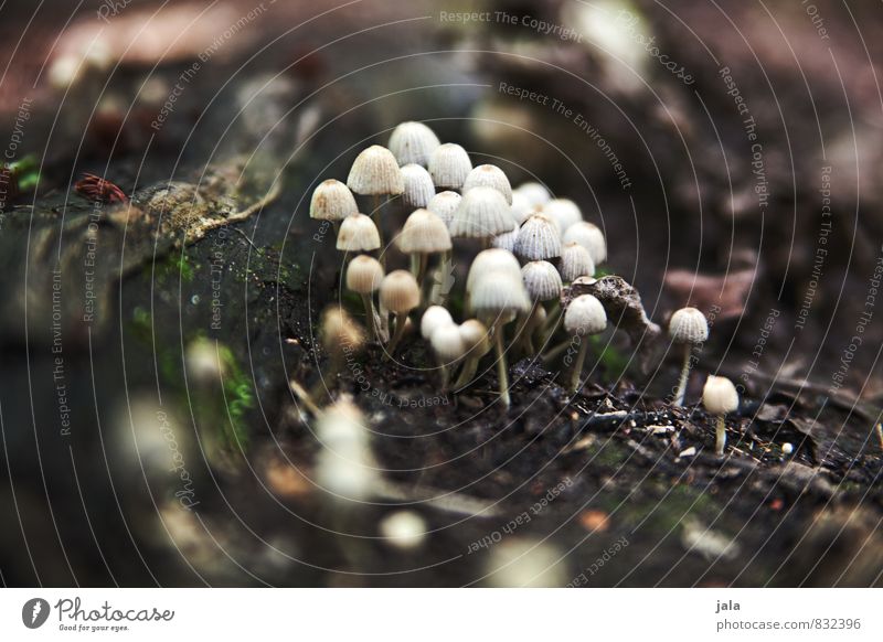 mushrooms Environment Nature Plant Summer Wild plant Mushroom Forest Small Natural Colour photo Exterior shot Deserted Day