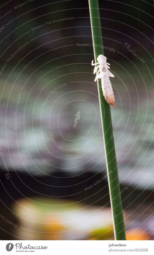 Lure. Drop the sleeves. Water Plant Common Reed Garden Park Meadow Lakeside Pond Dragonfly Dragonfly larva Free Naked Beginning End Discover Nature Innocent