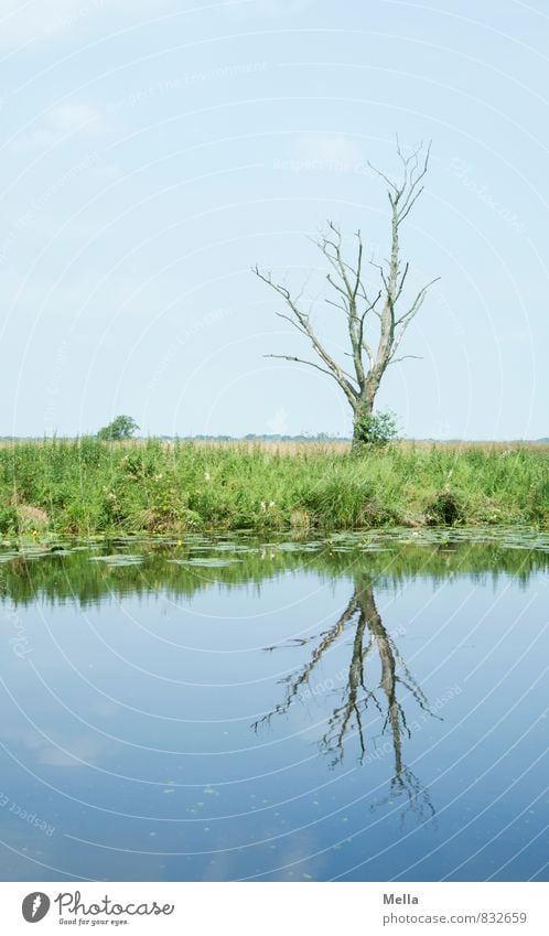 More Moor Environment Nature Landscape Water Sky Tree Grass Coast River bank Bog Marsh Natural Blue Idyll Calm Bleak Log Branch Colour photo Exterior shot